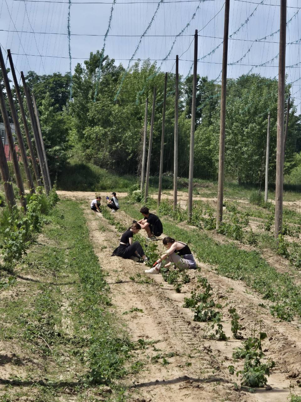 Žáci zavádějí chmelové výhony